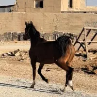 کره مادیان ۲ ساله