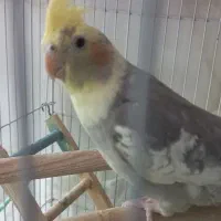 عروس هلندی ابلغ