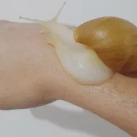 حلزون همه اندازه و تخم حلزون