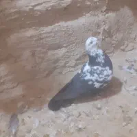 شیش تا کفتر