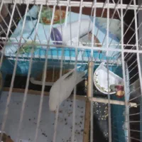 مرغ عشق ماده آلبینو کمیاب|پرنده|بیدشهر, |دیوار