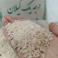 گیلان برنج گیلان