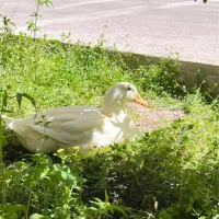 واگذاری و نگهداری عروس هلندی