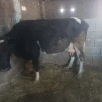 گاو وگوساله سمینتال اصل|حیوانات مزرعه|ماهنشان, |دیوار