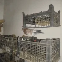 کبوتر کله ای تاپ|پرنده|کرخه, |دیوار