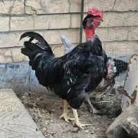 مرغ و خروس گلین درجه یک