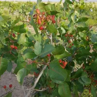 فروش ملک کشاورزی|اجارهٔ دفتر صنعتی، کشاورزی، تجاری|نصر آباد, |دیوار