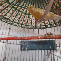 نرقناری خوب وخوشگل وبهترین رنگ|پرنده|هیرمند, |دیوار