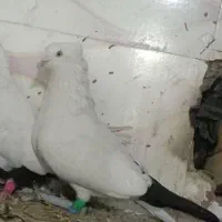 دم سیاه نر مست شرط آگهی بخون