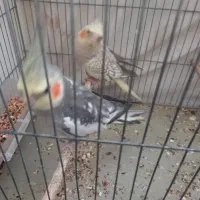 عروس هلندی|پرنده|ری, بی‌بی شهر بانو|دیوار