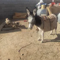 ۶۰۰۰۰۰۰۰۰|حیوانات مزرعه|سمیرم, |دیوار