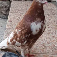 کبوتر