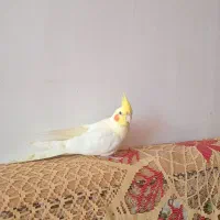 عروس هلندی لیمویی|پرنده|مرند, |دیوار