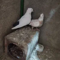 دمبی نرو ماده