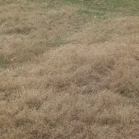 استخدام نیروی ماهر برای حسابداری و باسکول در سنگ