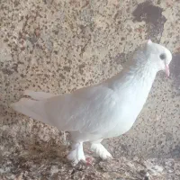 کبوتر سفیدگره|پرنده|میناب, |دیوار