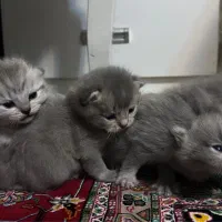 واگذاری بچه گربهاسکاتیش بلو دبل فواد