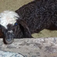 بره‌حاله‌