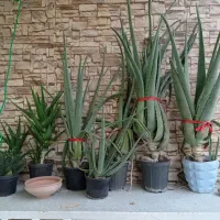 حراج گل های خانگی