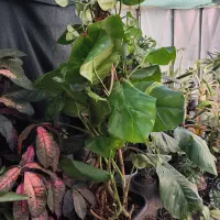 زمین-300-متری-روستای-گردشگری-لالب