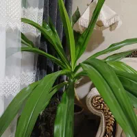 گل ذرتی بسیار شاداب