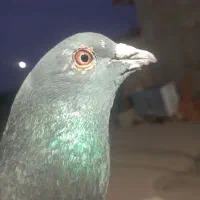 کفتر سبز و کله