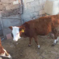 گوساله سیمینتال|حیوانات مزرعه|دلند, |دیوار