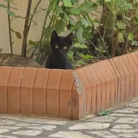 گمشده