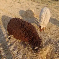 دو عدد بره حمیدیه جاده سوسنگر