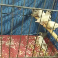 فنچ زبرا ۶عددجوان باقفس