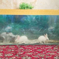 خرگوش بازیگوش