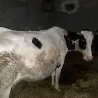 گاو گوساله|حیوانات مزرعه|دهگلان, |دیوار