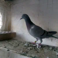 نروماده جفتگاه ،ده تا جوجه کرمونی|پرنده|مشهد, آزادشهر|دیوار