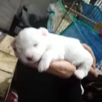 سگ. پاپی. زیبا.|سگ|فسا, |دیوار