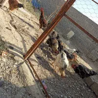 ۹ عدد خروس جوان صحیح سلامت