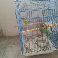 طوطی برزیلی با قفس