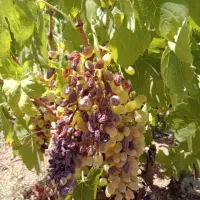 باغ یک قطعه انگور و میوه در قلعه فرهادخان|فروش زمین و ملک کلنگی|سنقر, |دیوار