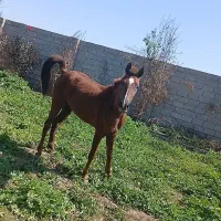 اسب مادیون مدارکدار