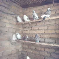 کبوتر تک پر