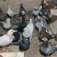 حیون پرشی|پرنده|خوشاب, |دیوار