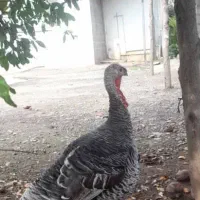 حیوانات محلی