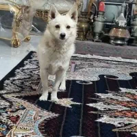 پامرین روباهی