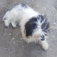 سَگ|سگ|مشهد, نظام دوست|دیوار