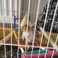 عروس هلندی مولد همراه جوجه|پرنده|ابهر, |دیوار