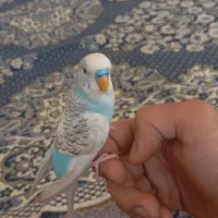 مرغ عشق دستی و جفت تمام زرد چشم شرابی