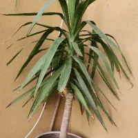 درختچه تزیینی