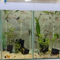 باسمنج خیابان ولیعصر جنب مسجد ولیعصر|ماهی|تبریز, |دیوار