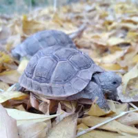 لطفاً همه به عکس دقت کنید|خزنده|بم, |دیوار