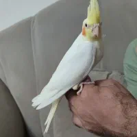 عروس هلندی سخنگو