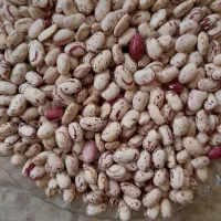 فروش لوبیا چیتی اعلا سرحد یاسوج در نوراباد|خوردنی و آشامیدنی|نورآباد ممسنی, |دیوار